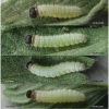 pyr carthami larva4 volg